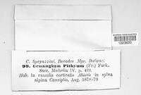 Tympanis pithya image